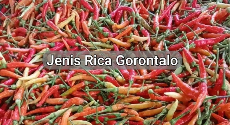 Besok Sabtu, 10 Oktober 2026 Di Pasar Airmadidi TPID Minut Akan Hadirkan Cabe Rawit (Rica) Gorontalo,…